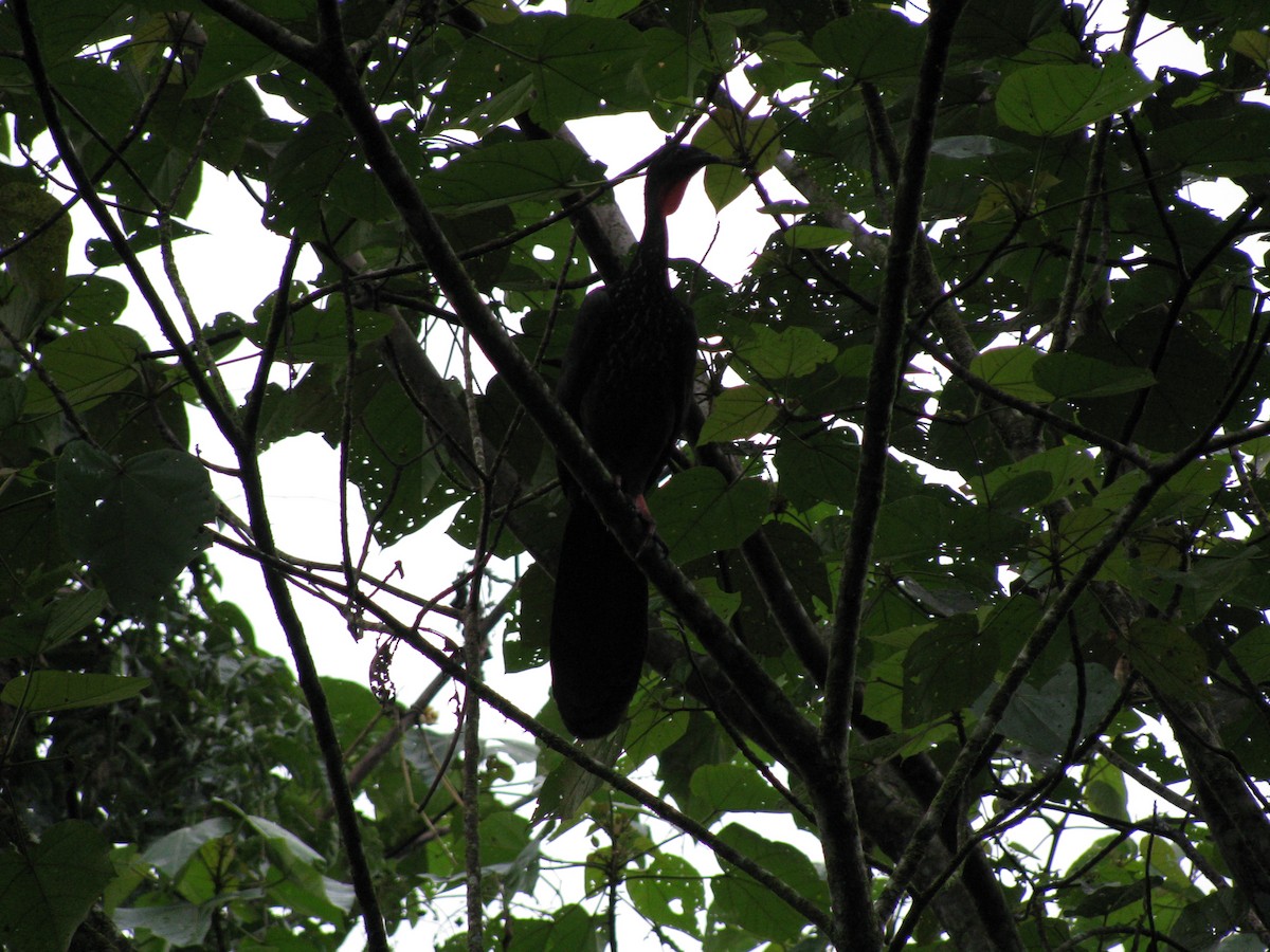 Crested Guan - ML619553995