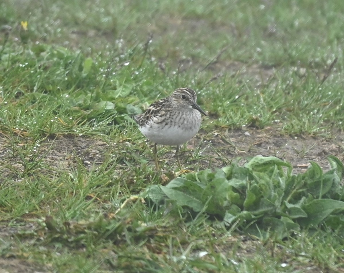 Least Sandpiper - Nicolle and H-Boon Lee