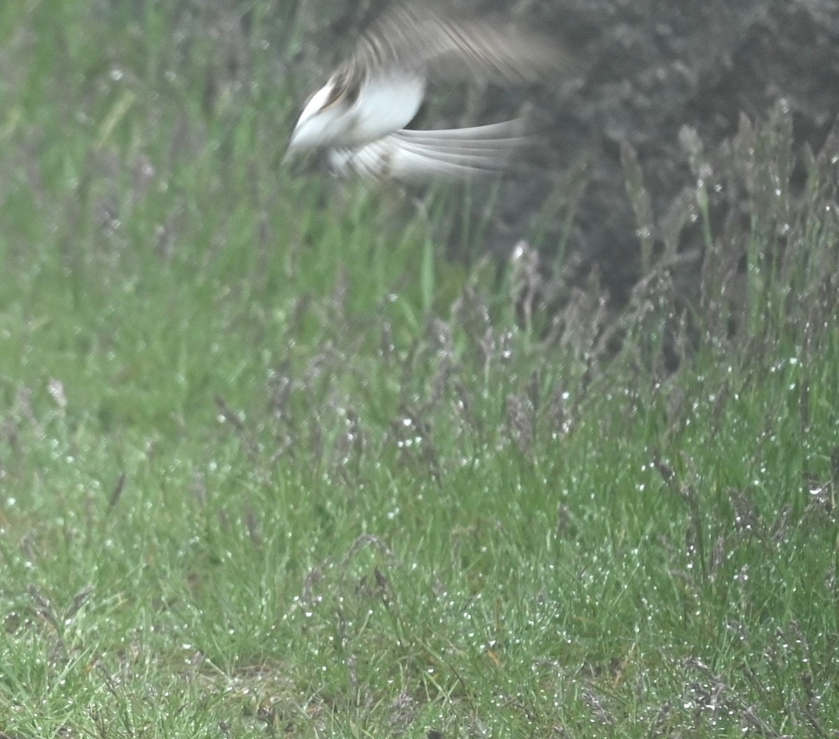 Least Sandpiper - Nicolle and H-Boon Lee