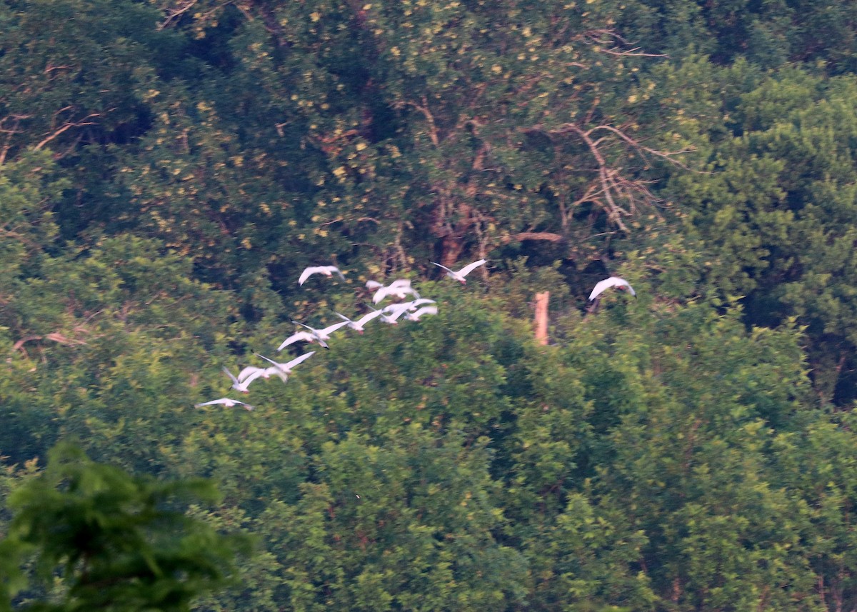 White Ibis - Noreen Baker