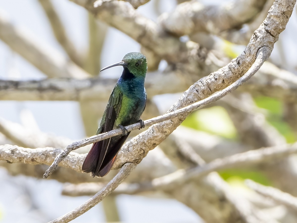 Green-breasted Mango - ML619554002