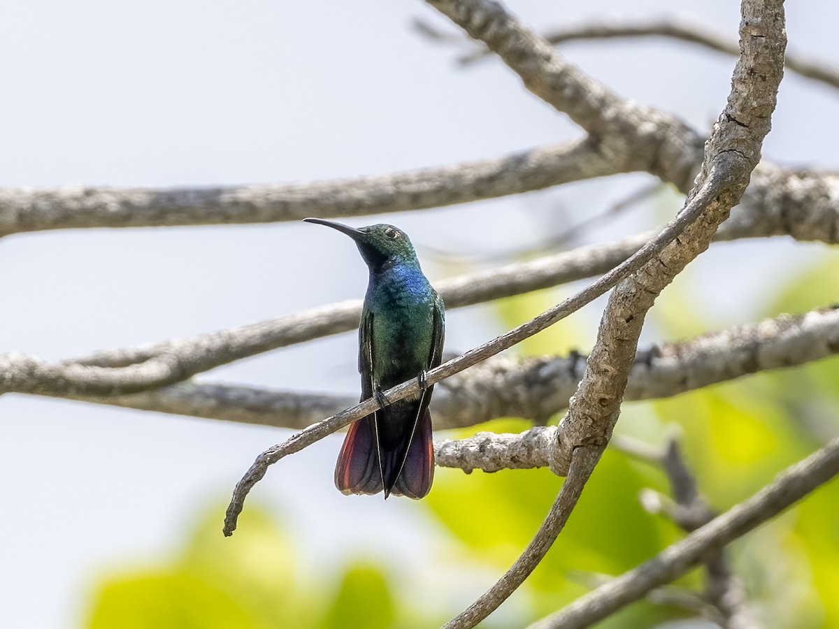 Green-breasted Mango - ML619554003