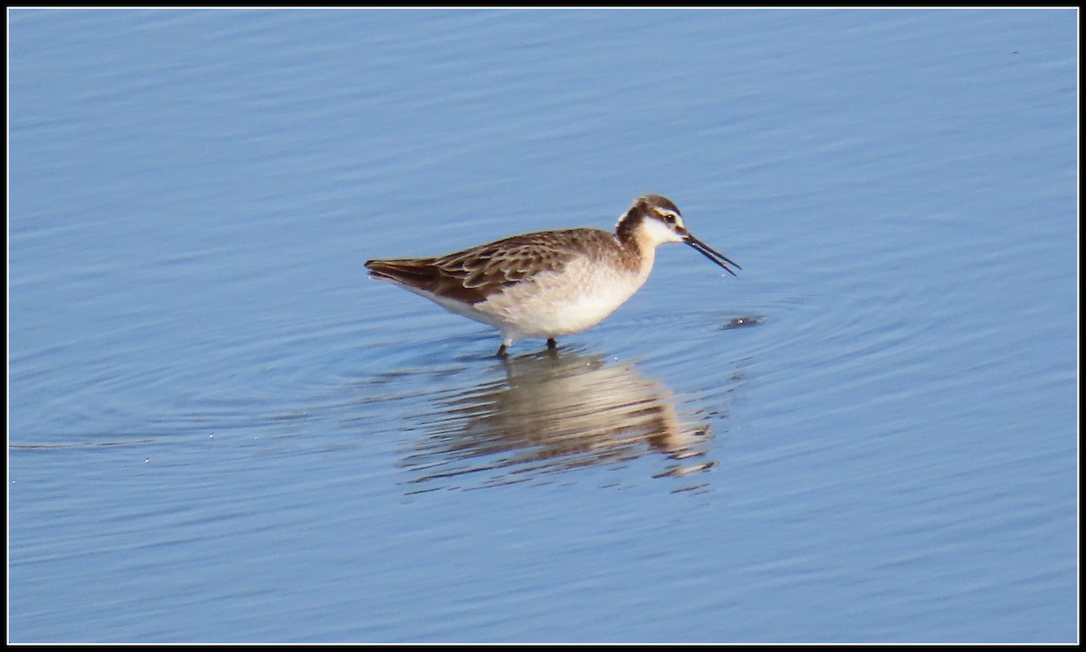 Wilson's Phalarope - Peter Gordon