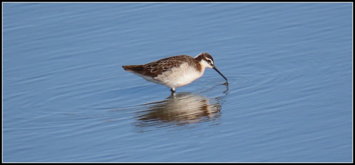 Wilson's Phalarope - Peter Gordon