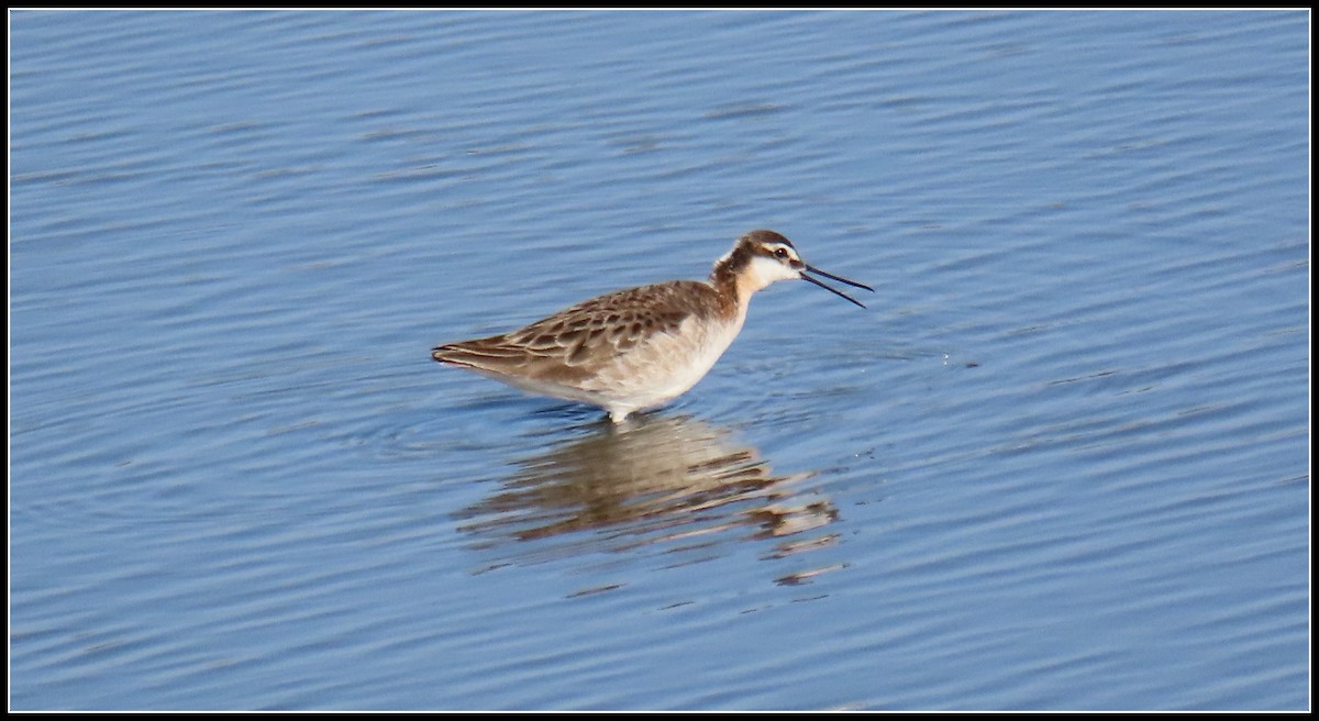 Wilson's Phalarope - Peter Gordon