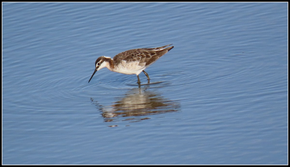 Wilson's Phalarope - Peter Gordon