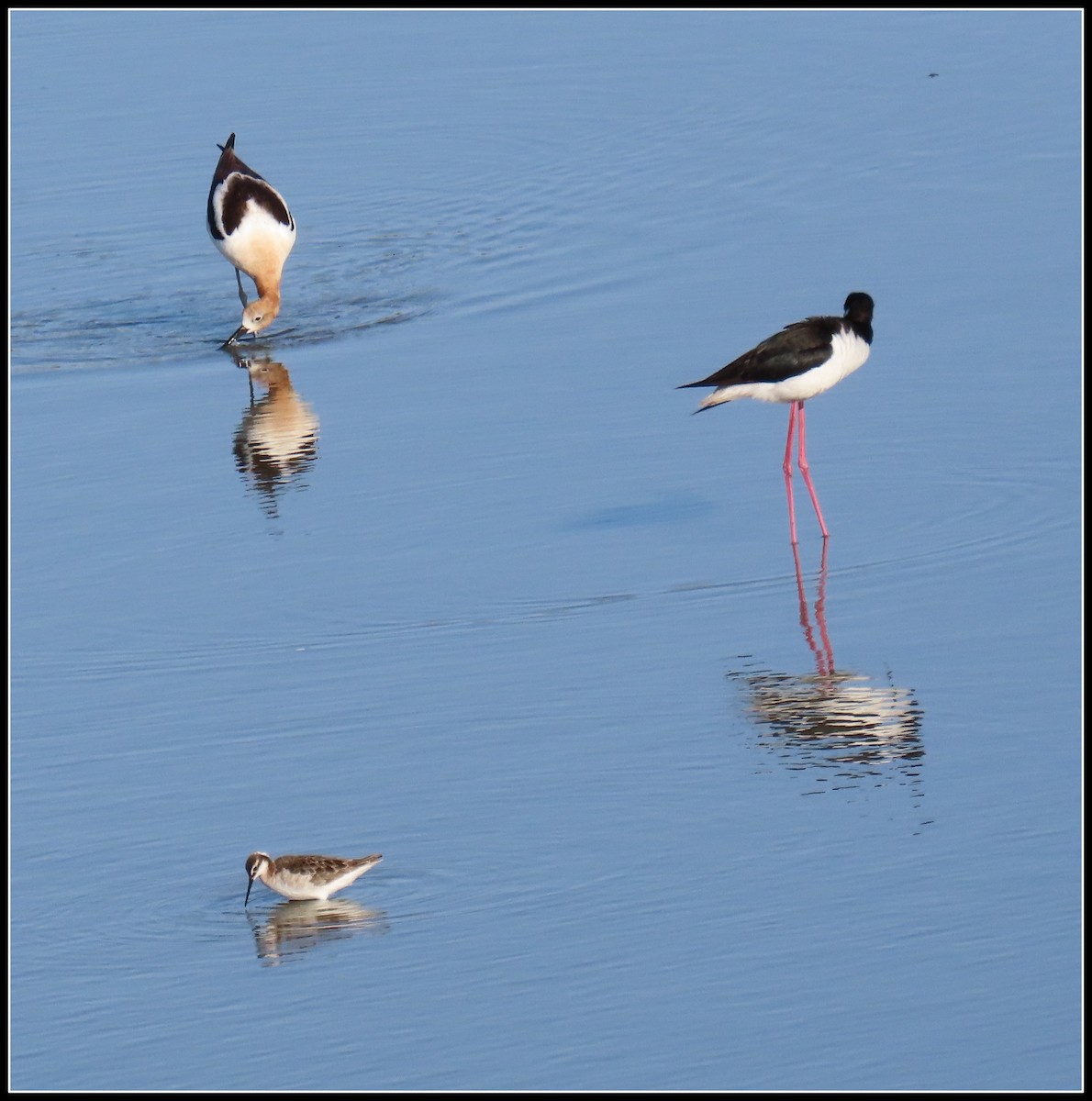 Wilson's Phalarope - Peter Gordon