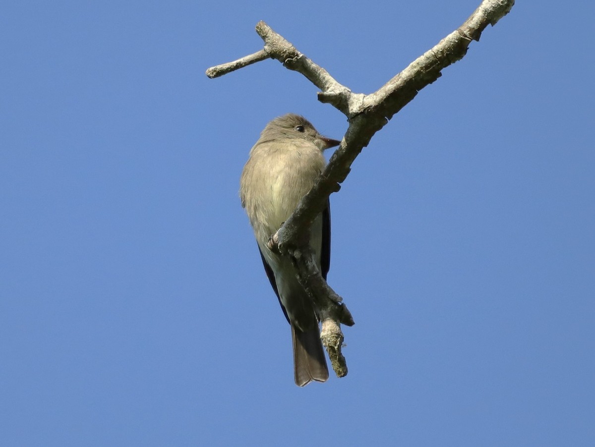 Western Wood-Pewee - Drew Hatcher