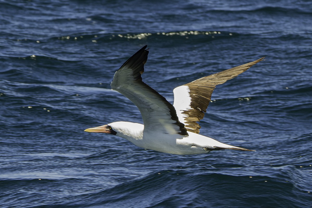 Nazca Booby - David Bishop