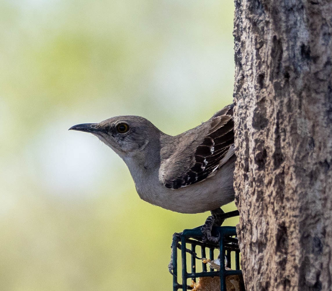 Northern Mockingbird - Allan Spradling