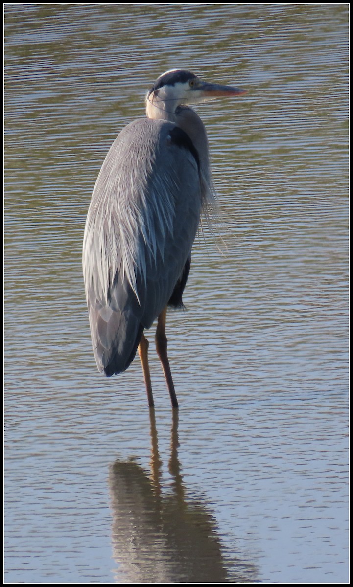 Great Blue Heron - Peter Gordon