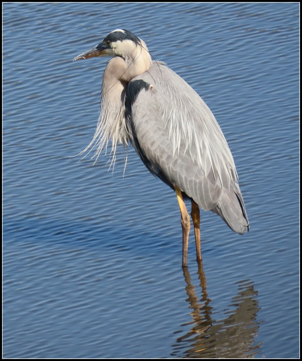 Great Blue Heron - Peter Gordon