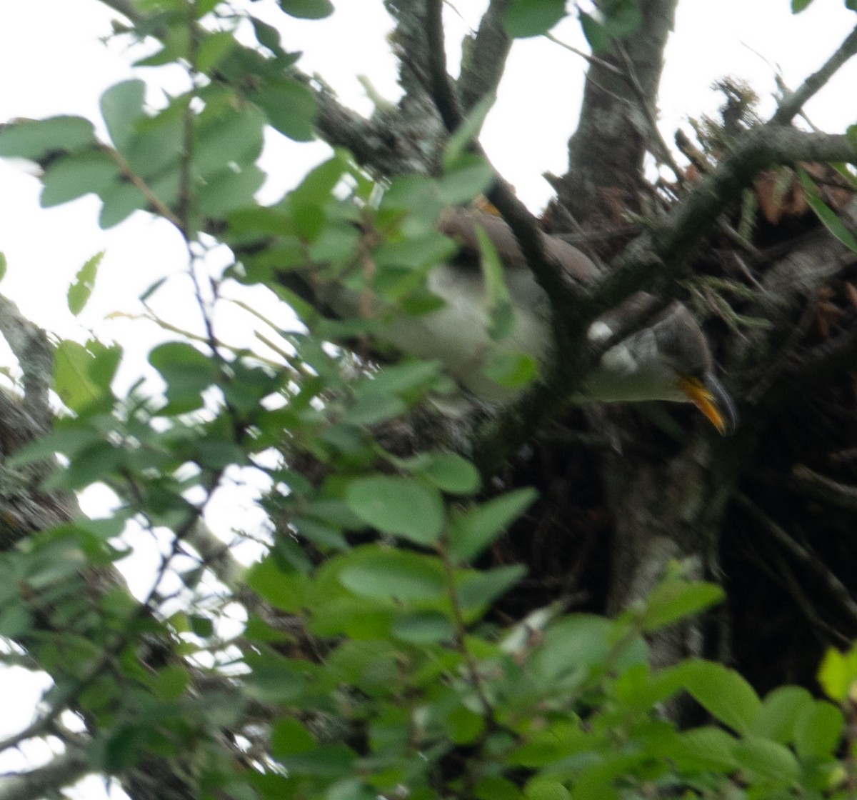 Yellow-billed Cuckoo - Rachel Zierzow