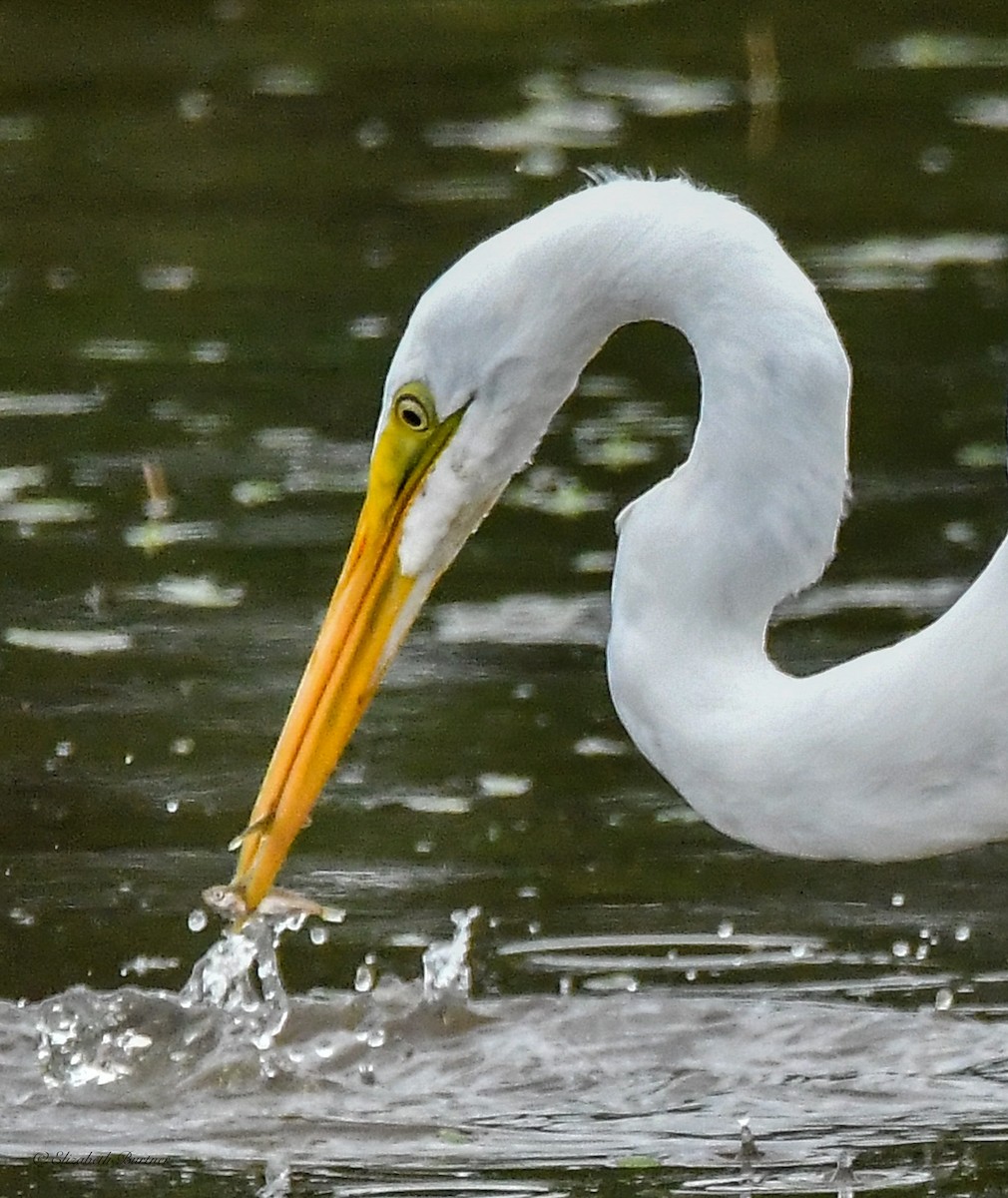 Great Egret - Libby Burtner