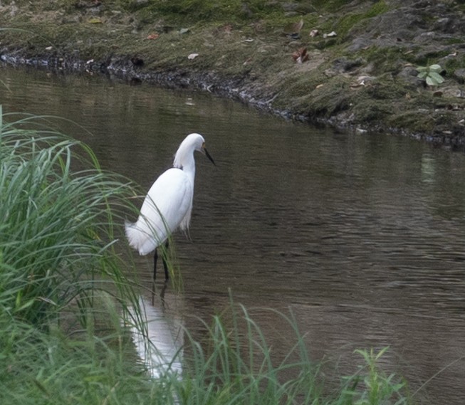 Snowy Egret - ML619554037