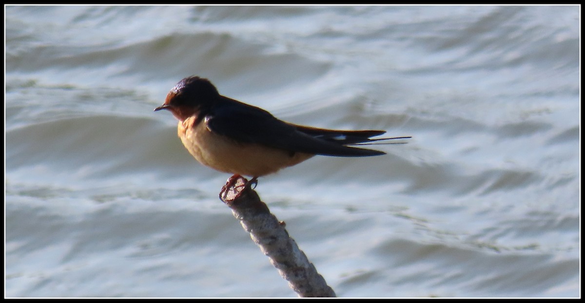 Barn Swallow - Peter Gordon