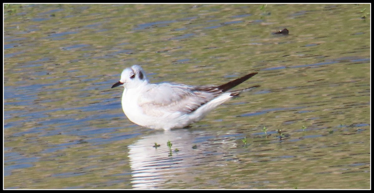 Bonaparte's Gull - Peter Gordon