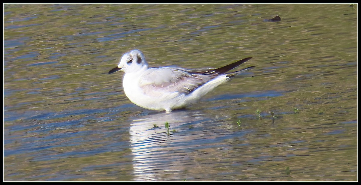 Bonaparte's Gull - Peter Gordon