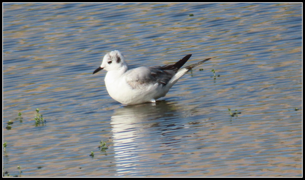 Bonaparte's Gull - Peter Gordon