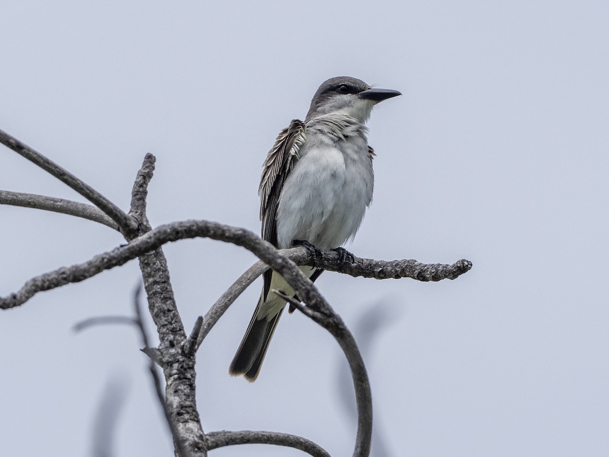 Gray Kingbird - LINDA & NICK MOLATORE