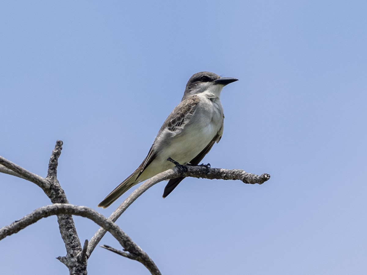 Gray Kingbird - LINDA & NICK MOLATORE