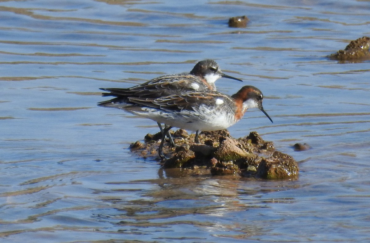 Red-necked Phalarope - Brian Nicholas