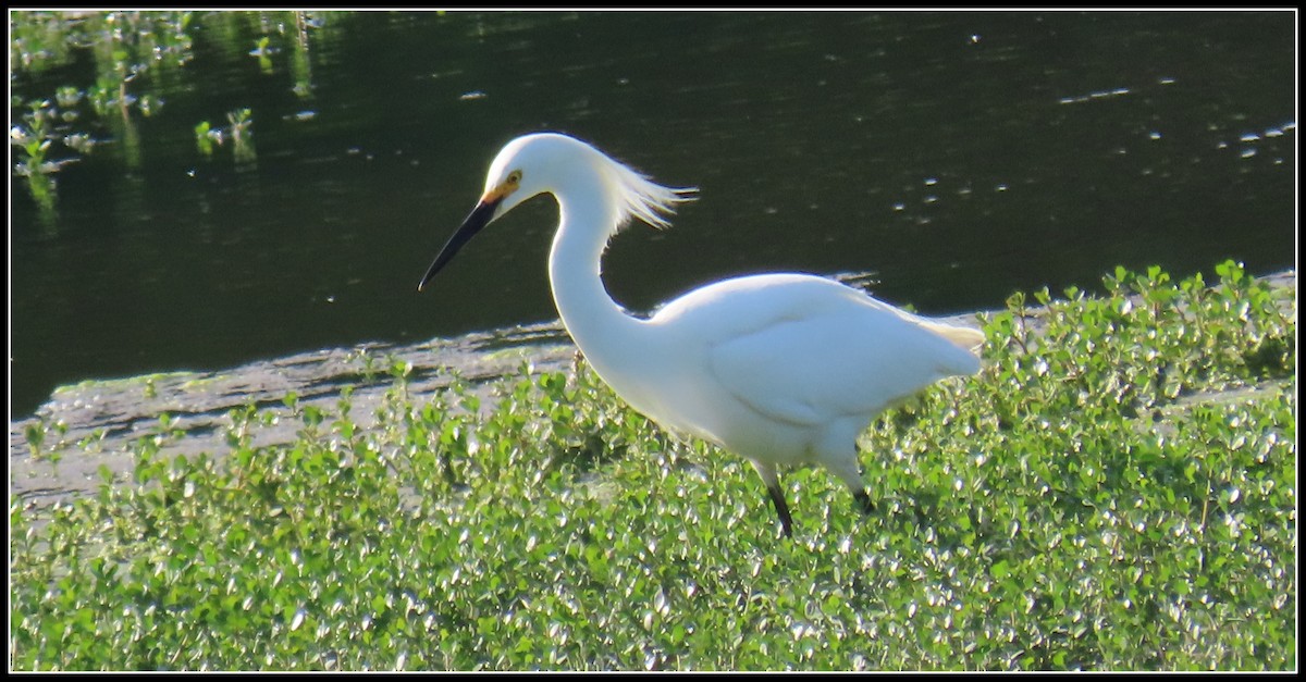 Snowy Egret - Peter Gordon