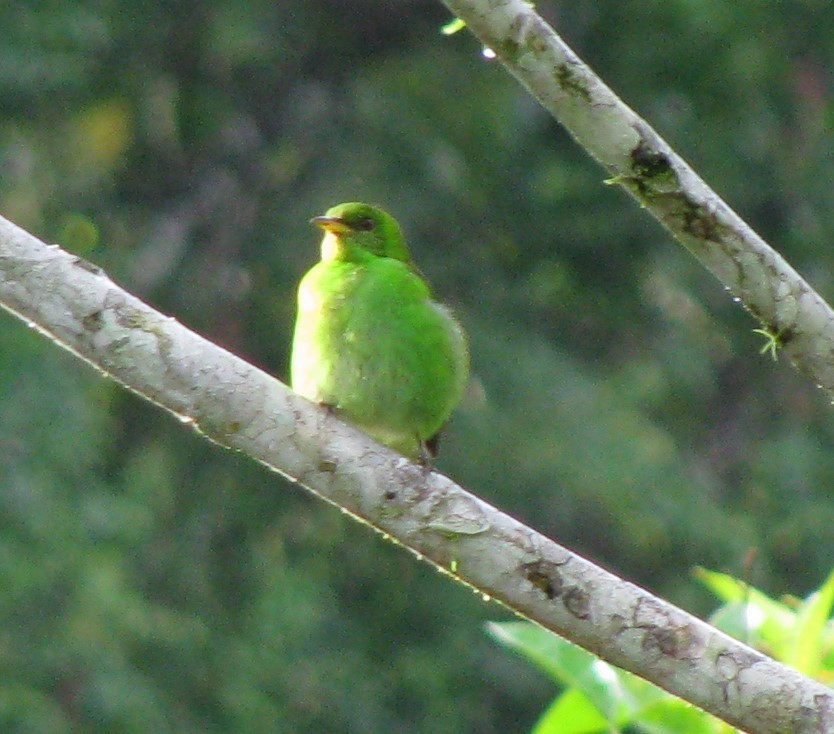 Green Honeycreeper - Alexander "Sasha" Keyel