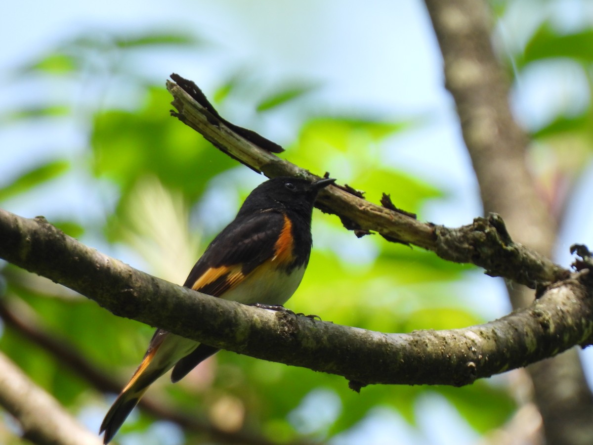 American Redstart - Irene Cody