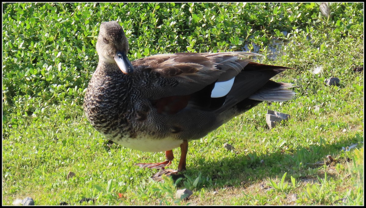 Gadwall - Peter Gordon