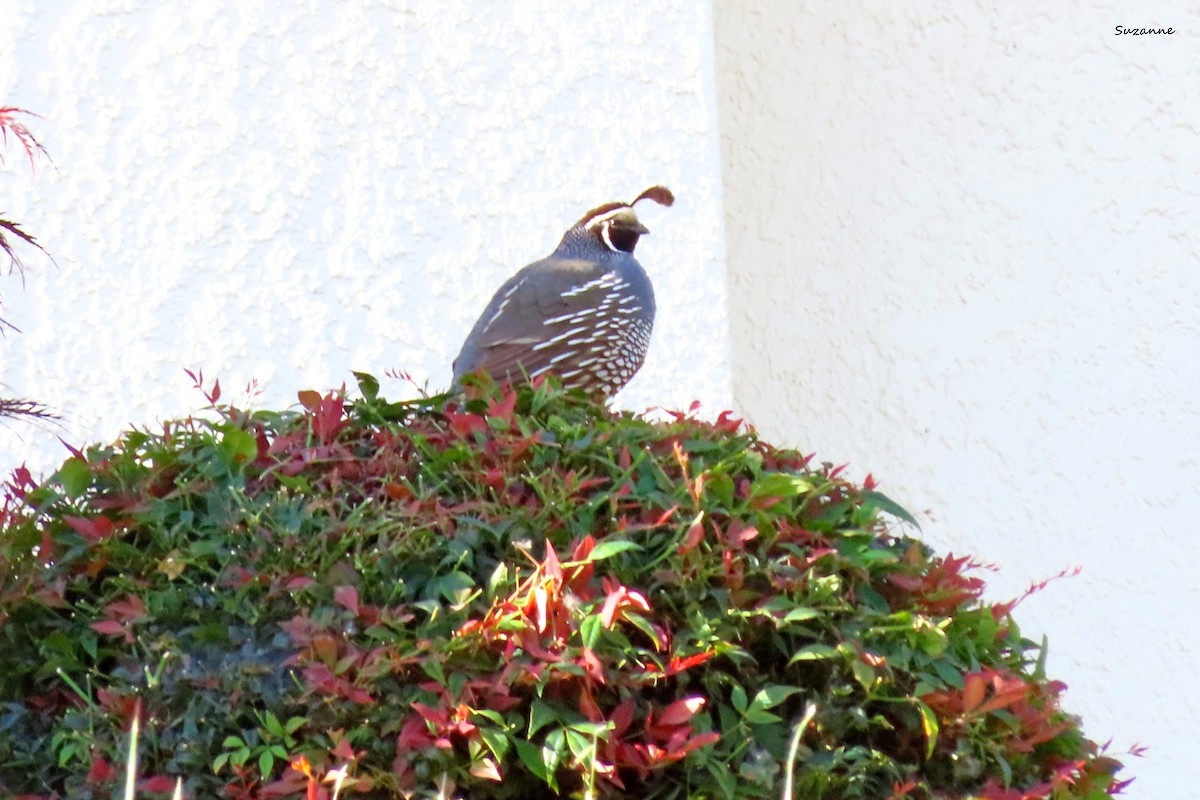 California Quail - Suzanne Hutchinson