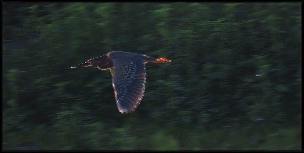 Green Heron - Peter Gordon