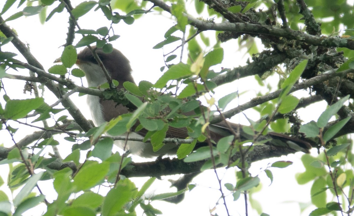 Yellow-billed Cuckoo - ML619554082