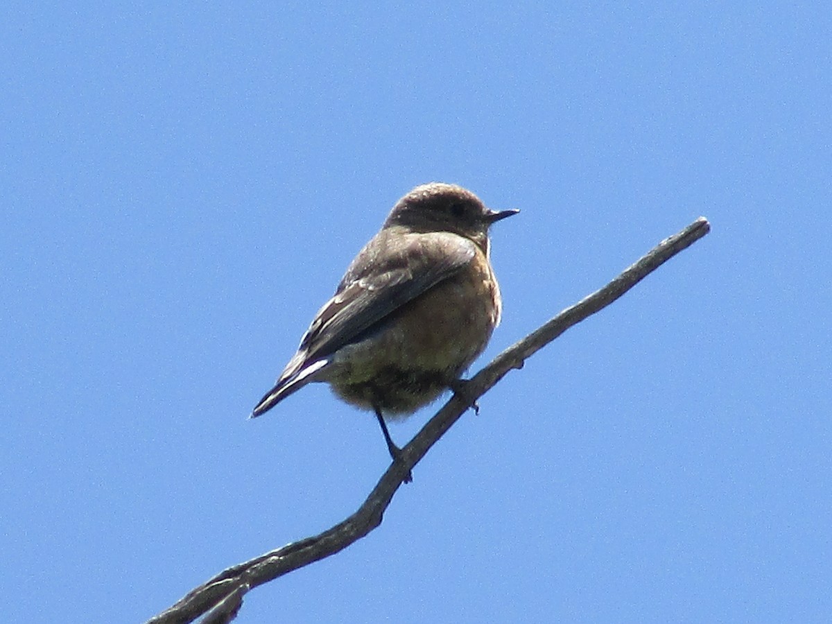 Western Bluebird - Felice  Lyons