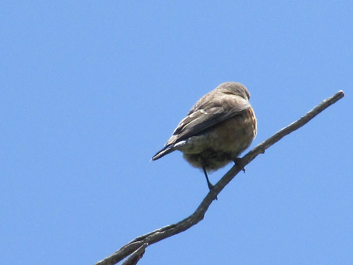 Western Bluebird - Felice  Lyons