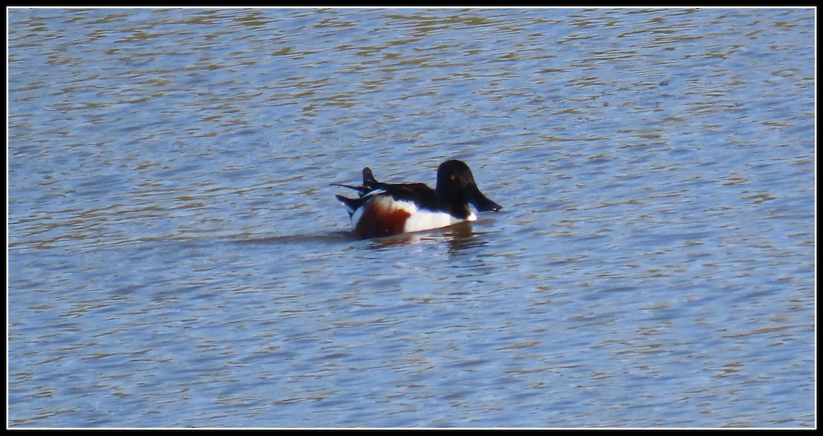 Northern Shoveler - Peter Gordon