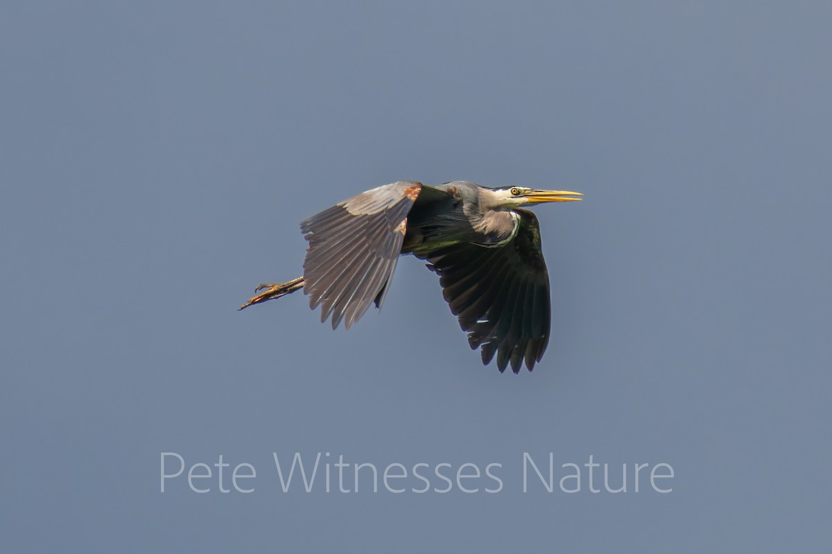 Great Blue Heron - Peter Welsh