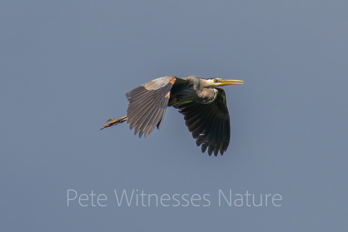 Great Blue Heron - ML619554089