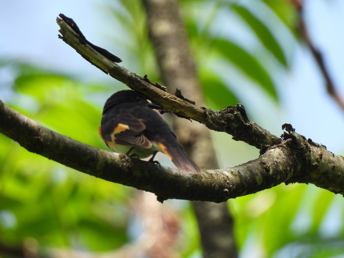 American Redstart - Irene Cody