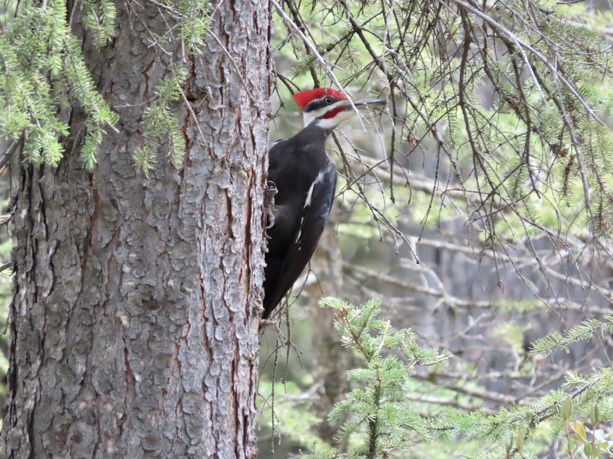 Pileated Woodpecker - Dona Trodd