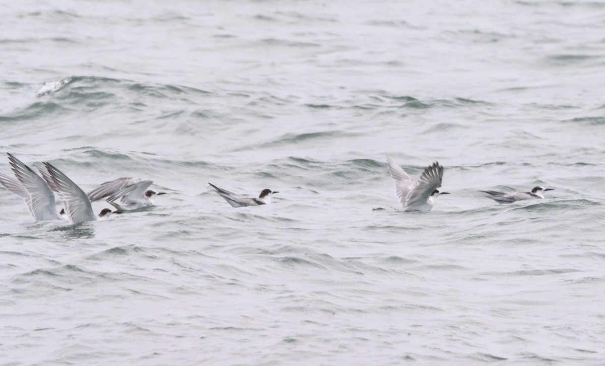 Common Tern - ML619554095