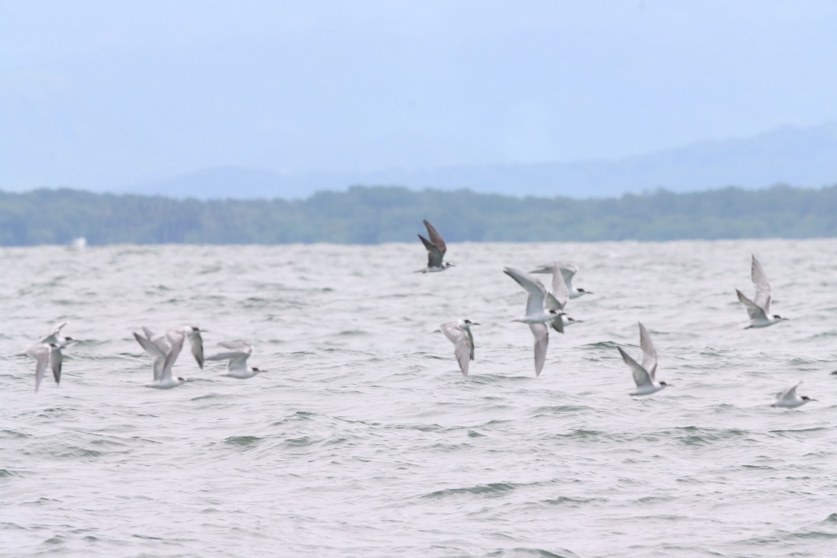 Common Tern - ML619554097