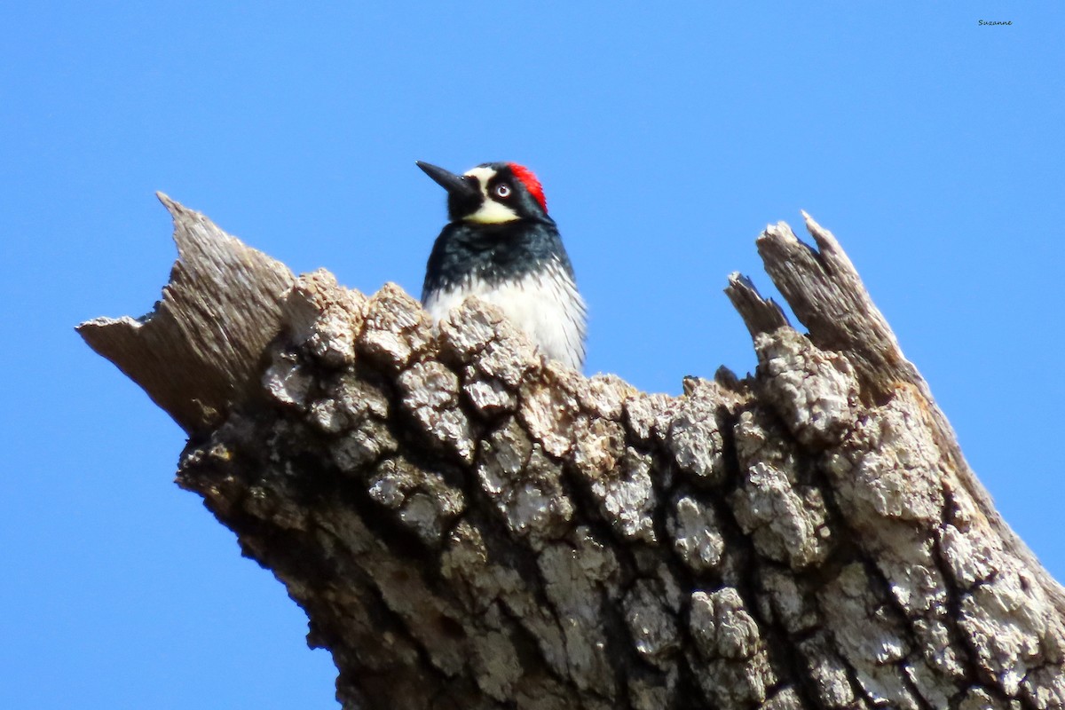 Acorn Woodpecker - Suzanne Hutchinson