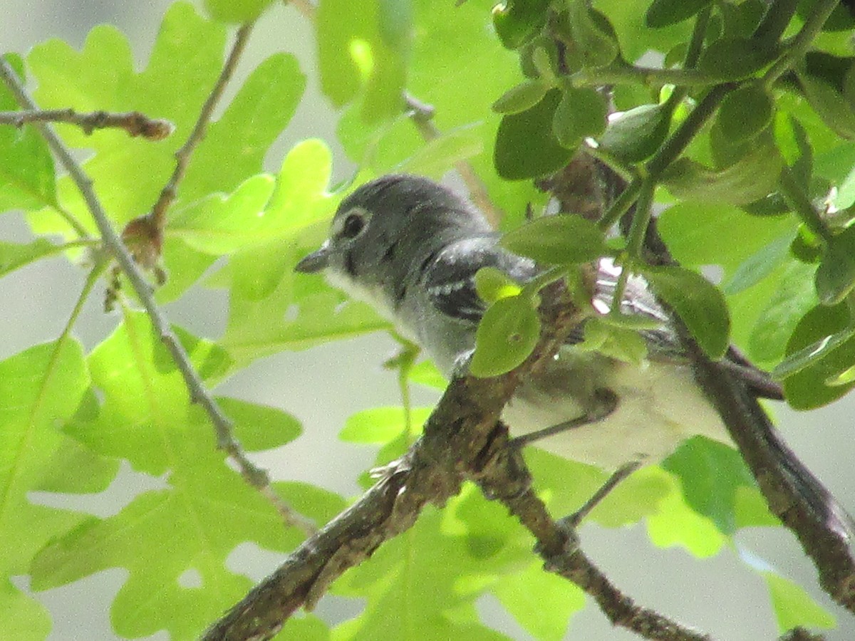 Plumbeous Vireo - Felice  Lyons