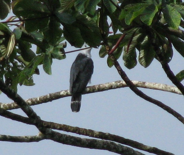 Gray-headed Kite - ML619554105