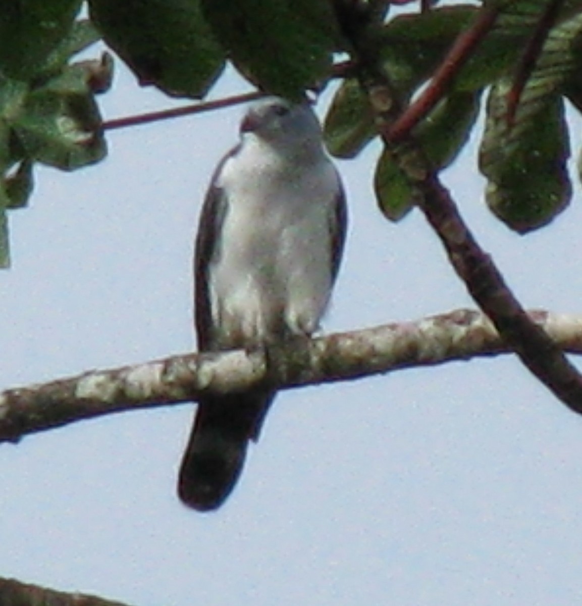 Gray-headed Kite - ML619554106