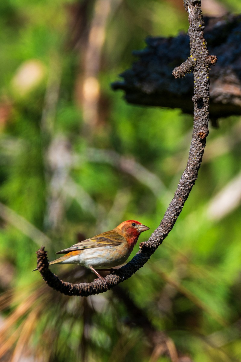 Purple Finch - frostioe Chen