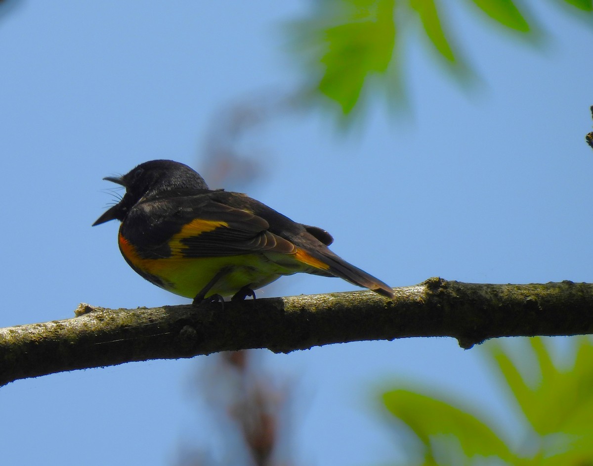 American Redstart - Irene Cody