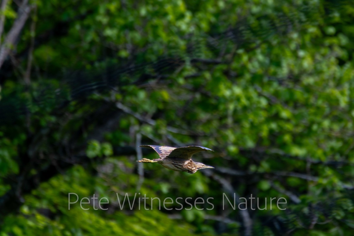 American Bittern - Peter Welsh