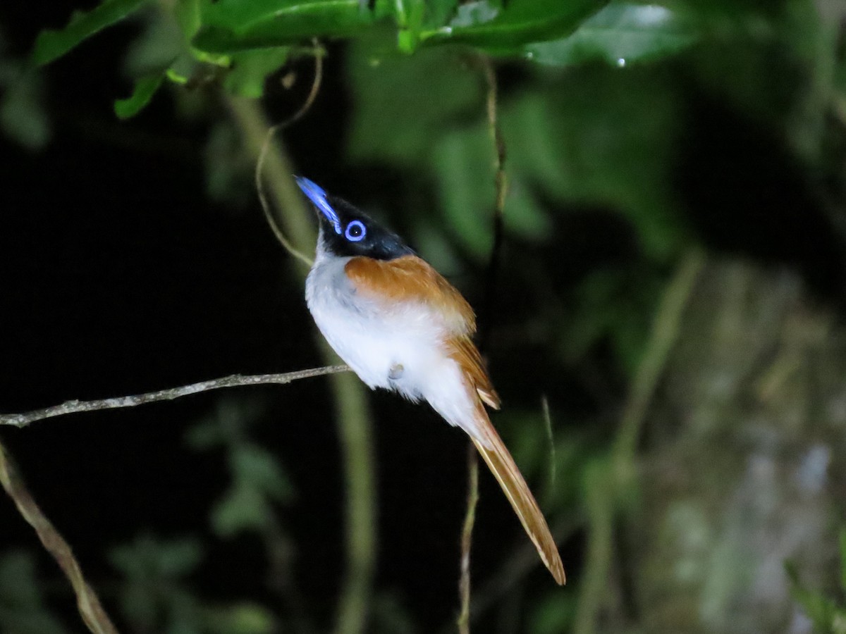 Indian Paradise-Flycatcher - Bosco Chan